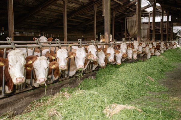 Inquinamento da nutrienti nel Suolo